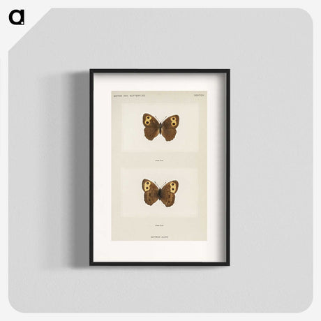 1-68_Moths-and-Butterflies-of-the-United-States_blk