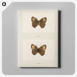 1-68_Moths-and-Butterflies-of-the-United-States_canvas