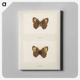 1-68_Moths-and-Butterflies-of-the-United-States_canvas