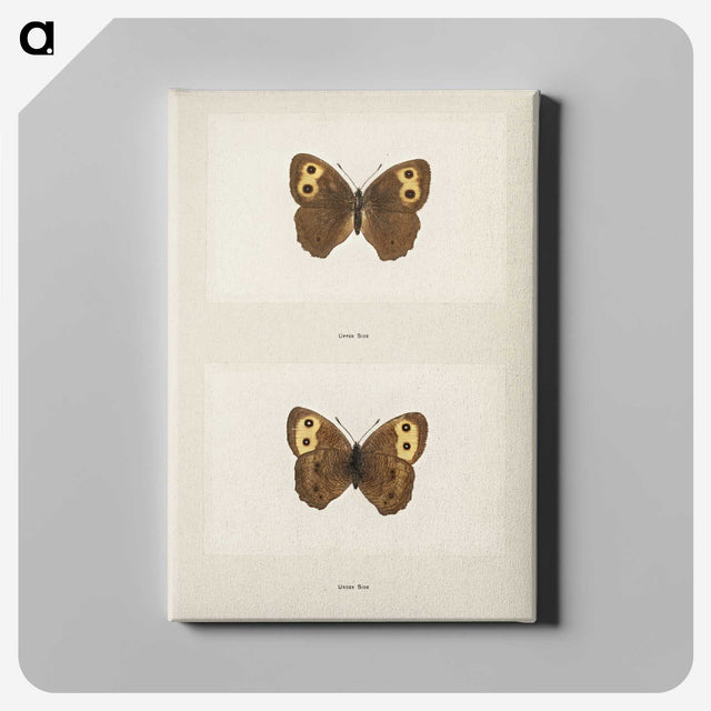 1-68_Moths-and-Butterflies-of-the-United-States_canvas