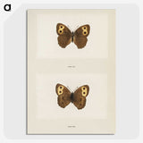 1-68_Moths-and-Butterflies-of-the-United-States_picture-crop