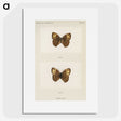 1-68_Moths-and-Butterflies-of-the-United-States_picture