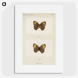 1-68_Moths-and-Butterflies-of-the-United-States_picture