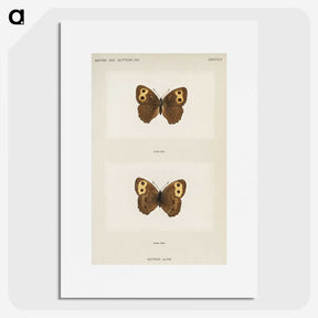 1-68_Moths-and-Butterflies-of-the-United-States_picture