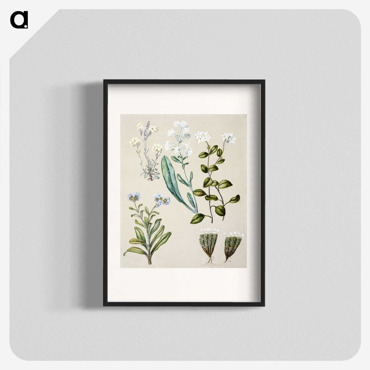 1-68_Native-Flowering-Plants-of-New-Zealand_blk