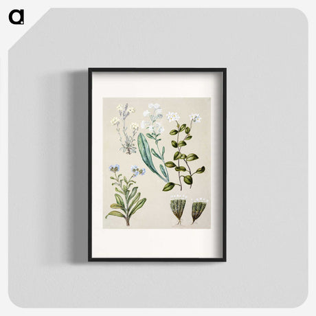1-68_Native-Flowering-Plants-of-New-Zealand_blk