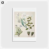 1-68_Native-Flowering-Plants-of-New-Zealand_hagaki