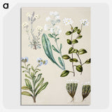 1-68_Native-Flowering-Plants-of-New-Zealand_picture-crop