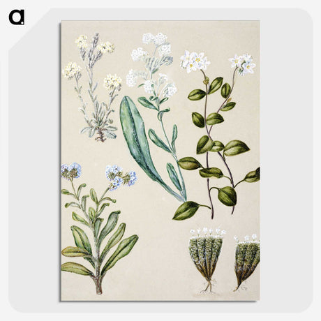 1-68_Native-Flowering-Plants-of-New-Zealand_picture-crop