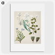 1-68_Native-Flowering-Plants-of-New-Zealand_picture