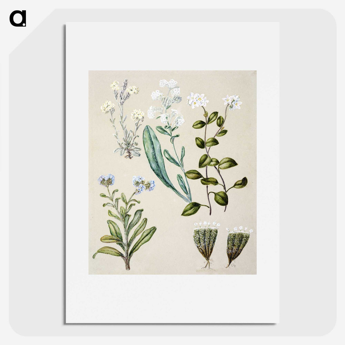 1-68_Native-Flowering-Plants-of-New-Zealand_picture