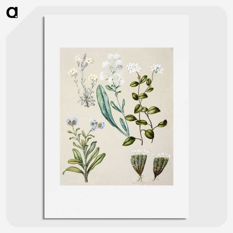 1-68_Native-Flowering-Plants-of-New-Zealand_picture