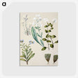 1-68_Native-Flowering-Plants-of-New-Zealand_postcard