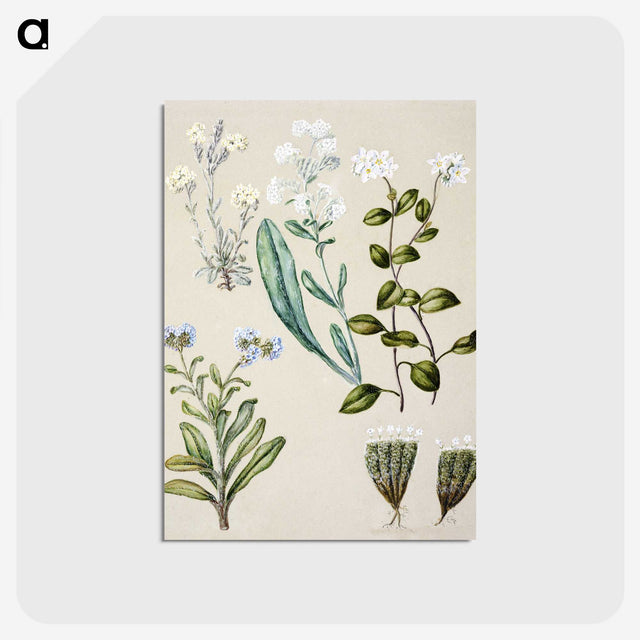 1-68_Native-Flowering-Plants-of-New-Zealand_postcard