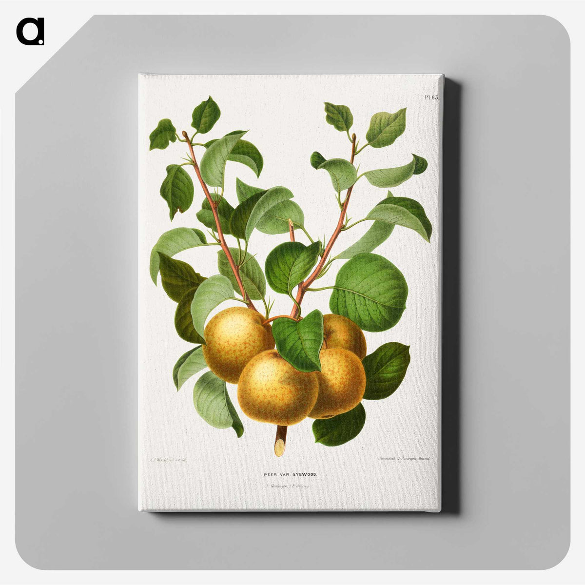 1-68_Nederlandsche-Flora-en-Pomona_canvas
