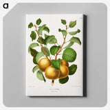 1-68_Nederlandsche-Flora-en-Pomona_canvas