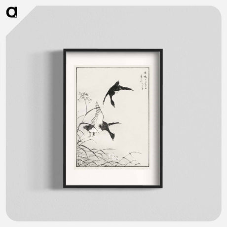アートポスター-Tufted-Teal and Reed Flower
 - 鳥類図鑑 Poster.