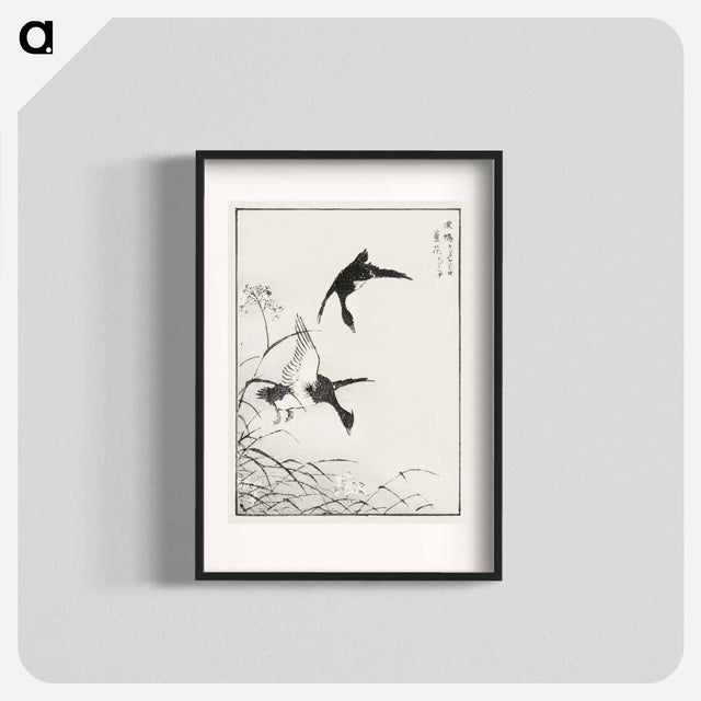 アートポスター-Tufted-Teal and Reed Flower
 - 鳥類図鑑 Poster.
