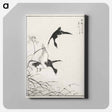 アートパネル-Tufted-Teal and Reed Flower
 - 鳥類図鑑 Canvas.