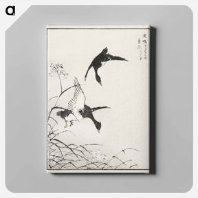 アートパネル-Tufted-Teal and Reed Flower
 - 鳥類図鑑 Canvas.