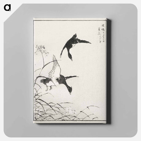 アートパネル-Tufted-Teal and Reed Flower
 - 鳥類図鑑 Canvas.