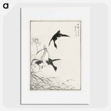アートポスター-Tufted-Teal and Reed Flower
 - 鳥類図鑑 Poster.