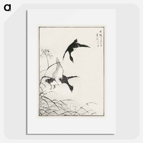 アートポスター-Tufted-Teal and Reed Flower
 - 鳥類図鑑 Poster.