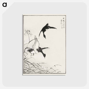 アートポストカード-Tufted-Teal and Reed Flower
 - 鳥類図鑑 Postcard.
