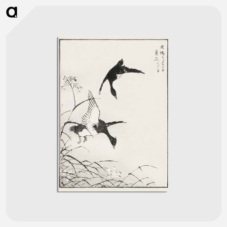 アートポストカード-Tufted-Teal and Reed Flower
 - 鳥類図鑑 Postcard.