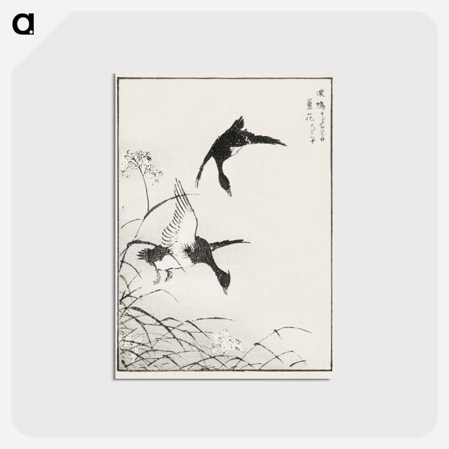 アートポストカード-Tufted-Teal and Reed Flower
 - 鳥類図鑑 Postcard.