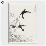 1-68_Pictorial-Monograph-of-Birds_picture-crop