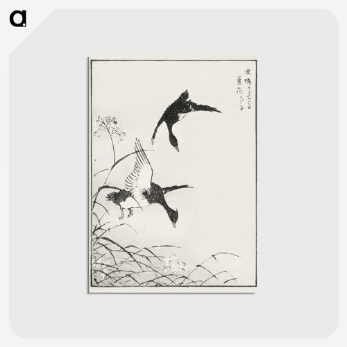 冠羽のあるコガモと葦の花 - 鳥類図鑑 Postcard.