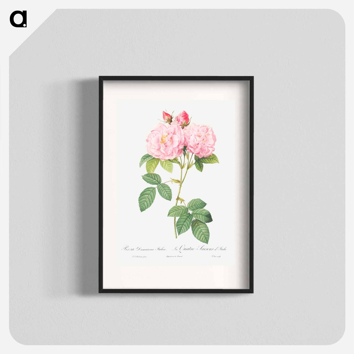 Italian Damask Rose - Pierre Joseph Redouté Poster.