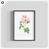 Italian Damask Rose - Pierre Joseph Redouté Poster.