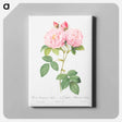 アートパネル-Italian Damask Rose - ピエール ジョゼフ ルドゥーテ Canvas.