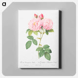 アートパネル-Italian Damask Rose - ピエール ジョゼフ ルドゥーテ Canvas.