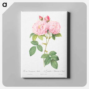 アートパネル-Italian Damask Rose - ピエール ジョゼフ ルドゥーテ Canvas.
