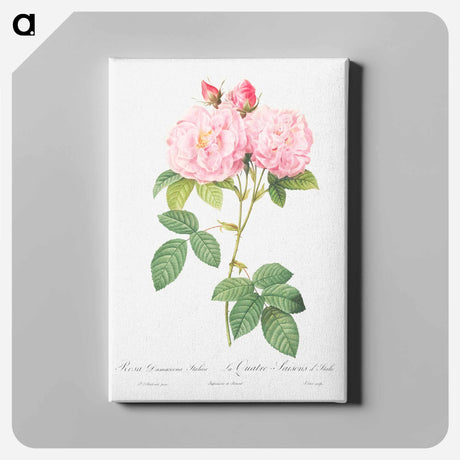 アートパネル-Italian Damask Rose - ピエール ジョゼフ ルドゥーテ Canvas.