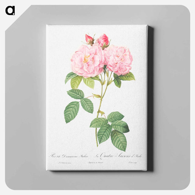 アートパネル-Italian Damask Rose - ピエール ジョゼフ ルドゥーテ Canvas.