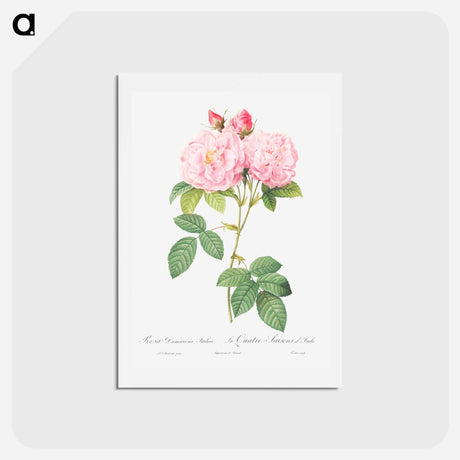 アートポストカード-Italian Damask Rose - ピエール ジョゼフ ルドゥーテ Postcard.