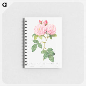 アートメモ帳-Italian Damask Rose - ピエール ジョゼフ ルドゥーテ Memo.