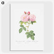 1-68_Pierre-Joseph-Redoute_picture