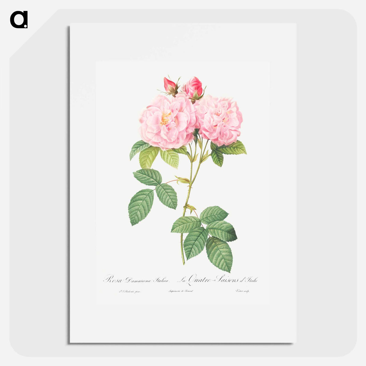 Italian Damask Rose - ピエール ジョゼフ ルドゥーテ Poster.