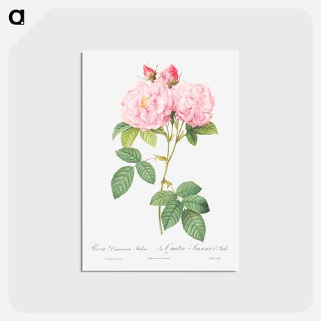 アートポストカード-Italian Damask Rose - ピエール ジョゼフ ルドゥーテ Postcard.