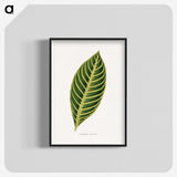 1-68_Plants-with-Colored-Foliage_blk-crop