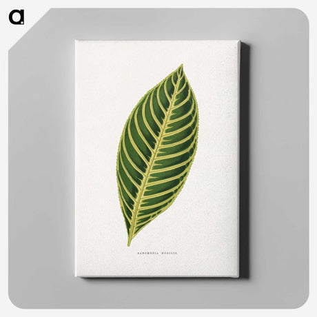 1-68_Plants-with-Colored-Foliage_canvas