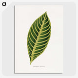 1-68_Plants-with-Colored-Foliage_picture-crop
