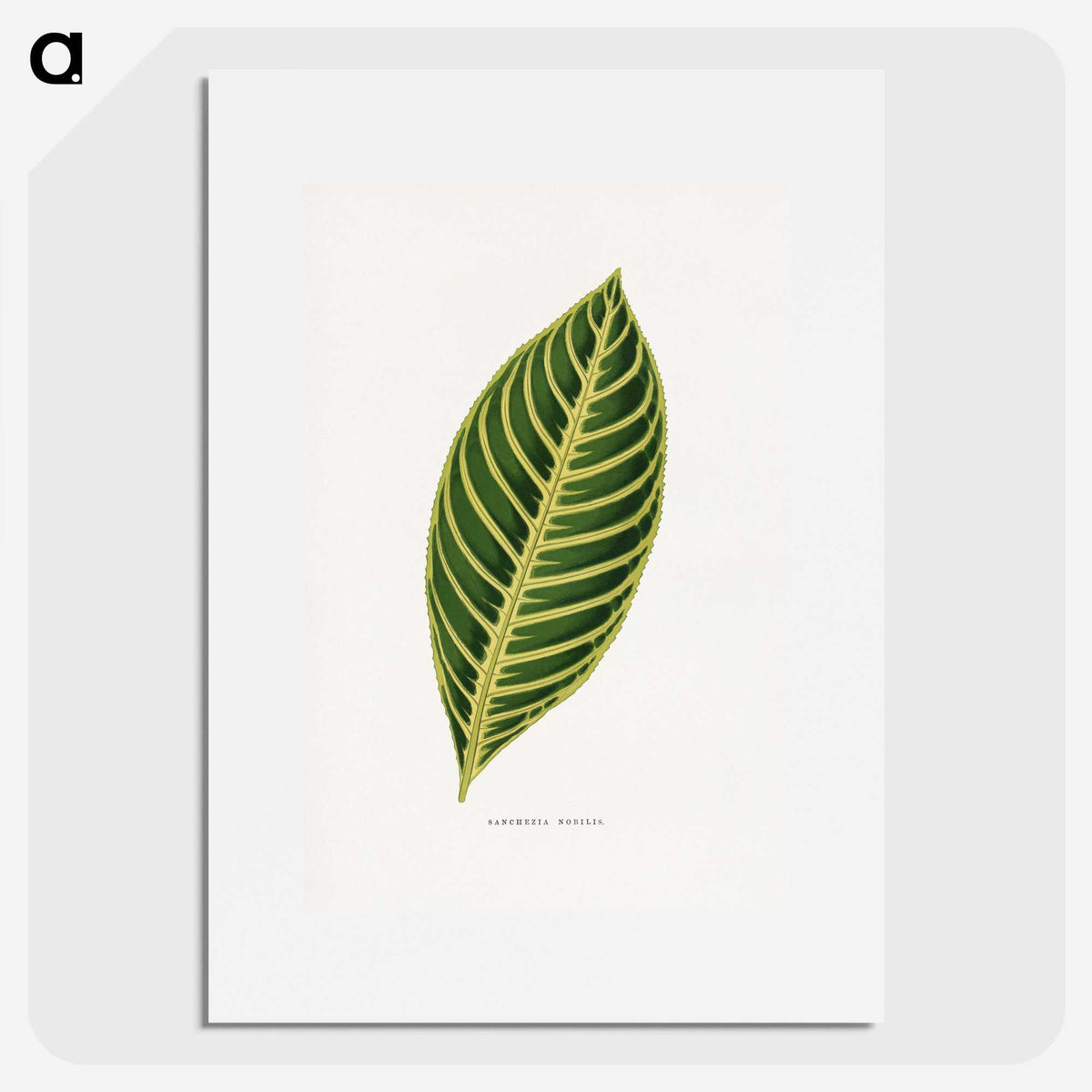 1-68_Plants-with-Colored-Foliage_picture
