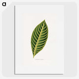 1-68_Plants-with-Colored-Foliage_picture