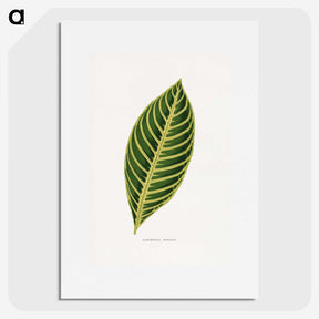 1-68_Plants-with-Colored-Foliage_picture